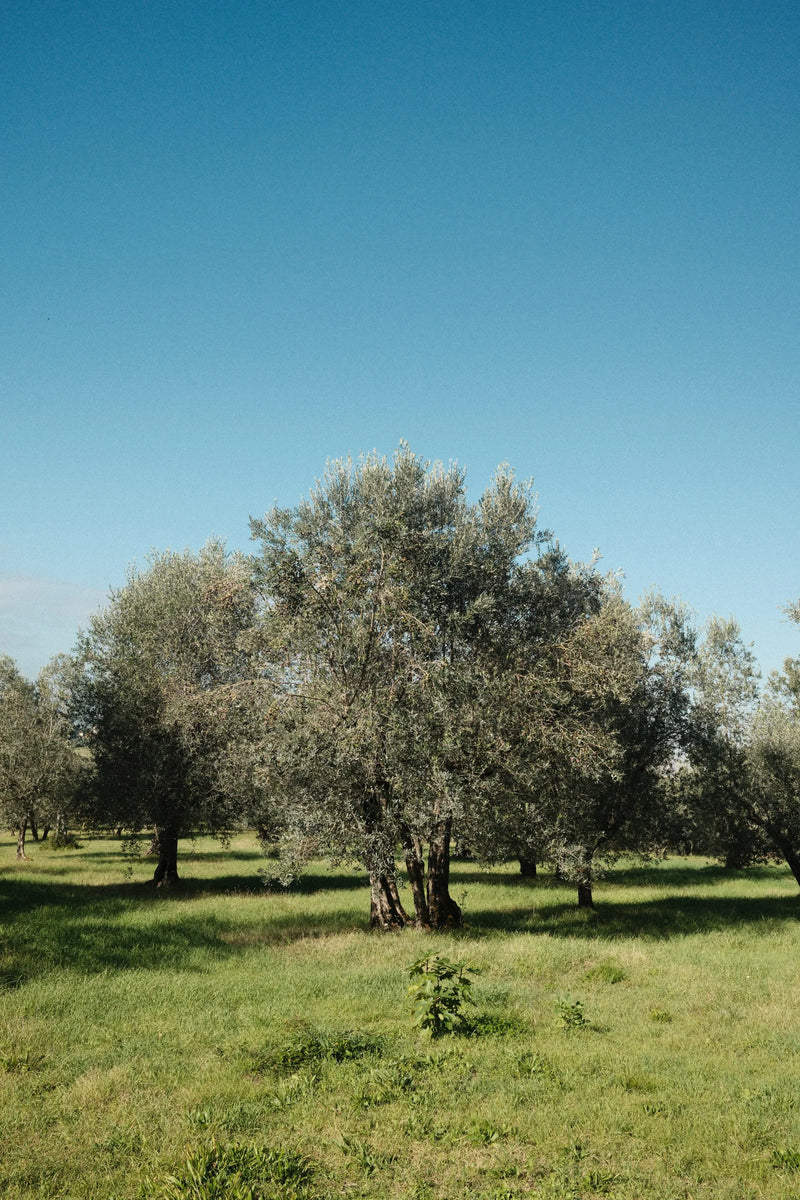 Moraiolo
